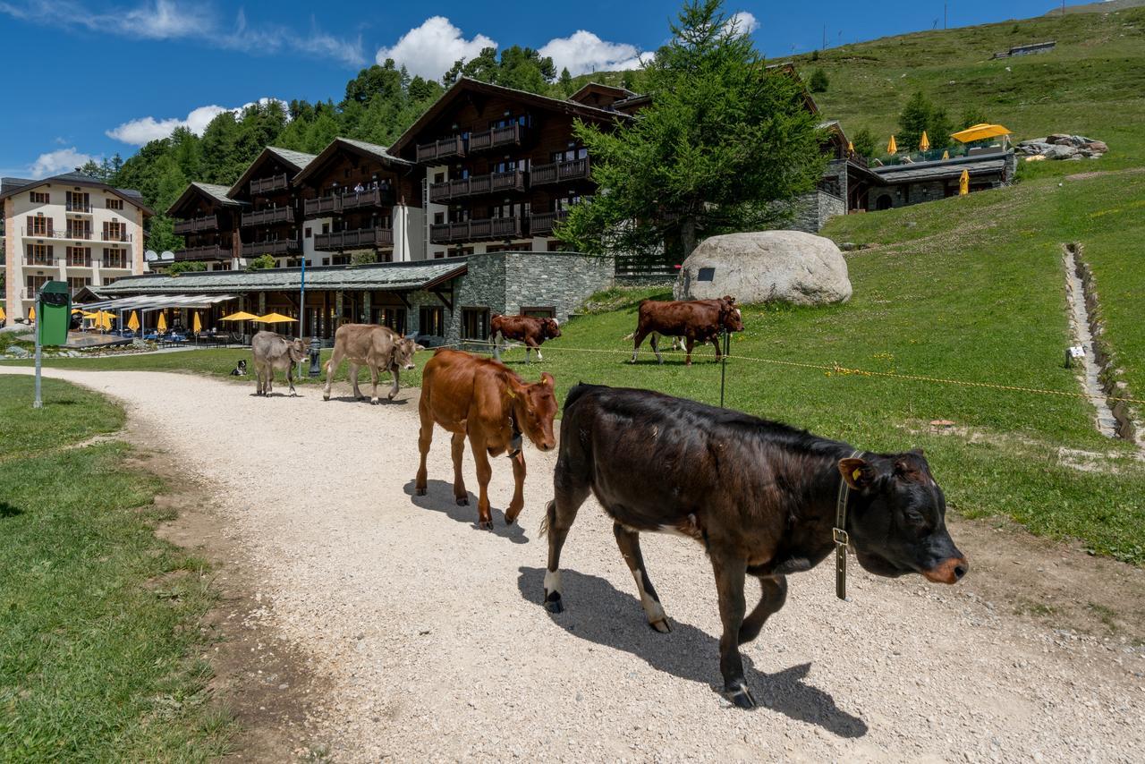 Riffelalp 2222m 5*